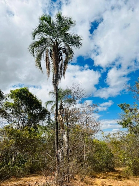 Fazenda à venda 46,49 alq. (225 Ha), em Cabeceira Grande-MG, dupla apt: 9ª foto da galeria de imagens do imóvel