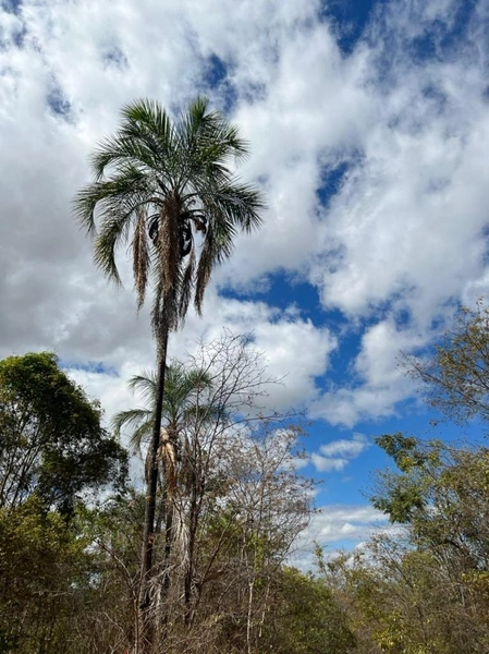 Fazenda à venda 46,49 alq. (225 Ha), em Cabeceira Grande-MG, dupla apt: 1ª foto da galeria de imagens do imóvel
