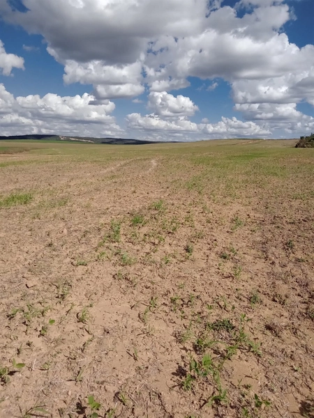 Fazenda para SOJA, 438 ha, plantando 338 ha a 20 anos.: 10ª foto da galeria de imagens do imóvel