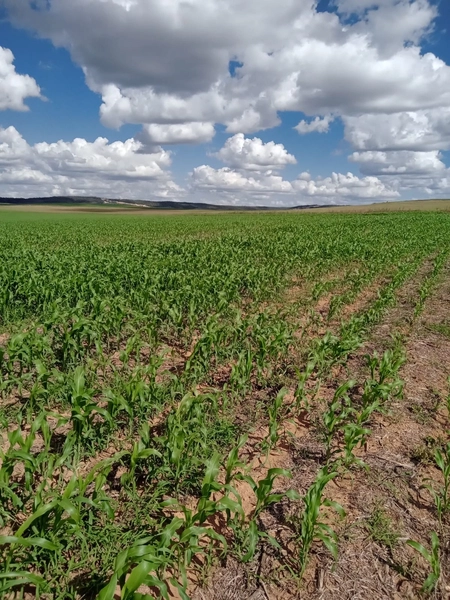 Fazenda para SOJA, 438 ha, plantando 338 ha a 20 anos.: 14ª foto da galeria de imagens do imóvel