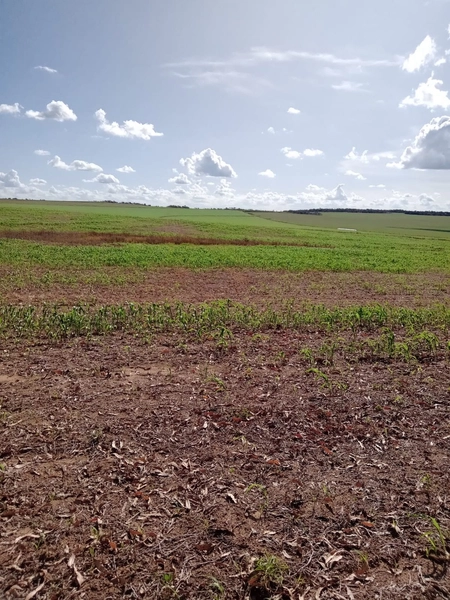 Fazenda para SOJA, 438 ha, plantando 338 ha a 20 anos.: 7ª foto da galeria de imagens do imóvel