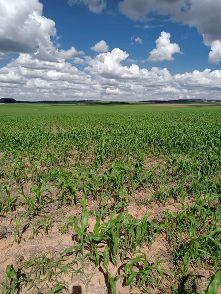 Fazenda para SOJA, 438 ha, plantando 338 ha a 20 anos.: 12ª foto da galeria de imagens do imóvel
