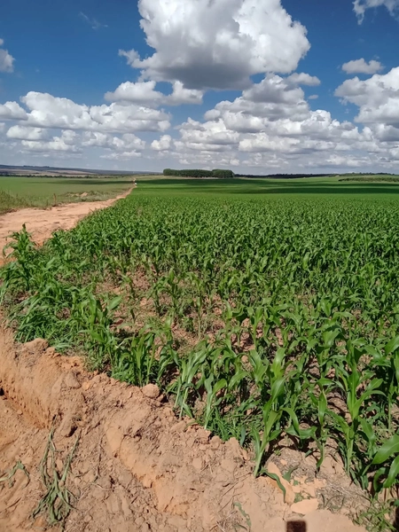 Fazenda para SOJA, 438 ha, plantando 338 ha a 20 anos.: 15ª foto da galeria de imagens do imóvel