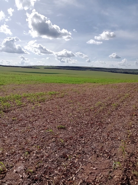 Fazenda para SOJA, 438 ha, plantando 338 ha a 20 anos.: 4ª foto da galeria de imagens do imóvel