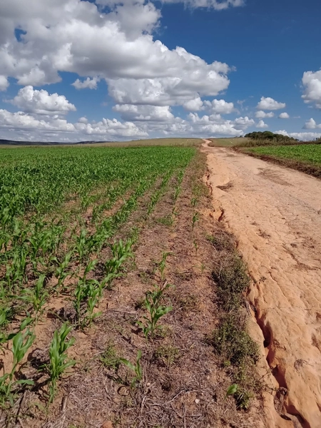 Fazenda para SOJA, 438 ha, plantando 338 ha a 20 anos.: 11ª foto da galeria de imagens do imóvel
