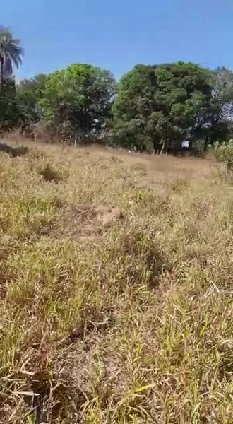 Fazenda dupla aptidão em Buritis-MG. Área 270 hectares.: 7ª foto da galeria de imagens do imóvel