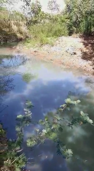 Fazenda dupla aptidão em Buritis-MG. Área 270 hectares.: 2ª foto da galeria de imagens do imóvel