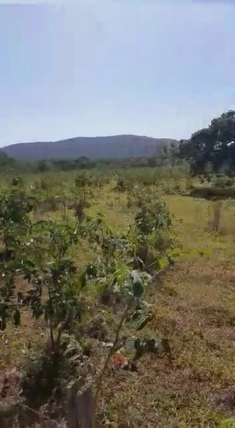 Fazenda dupla aptidão em Buritis-MG. Área 270 hectares.: 1ª foto da galeria de imagens do imóvel