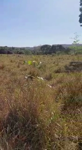 Fazenda dupla aptidão em Buritis-MG. Área 270 hectares.: 5ª foto da galeria de imagens do imóvel