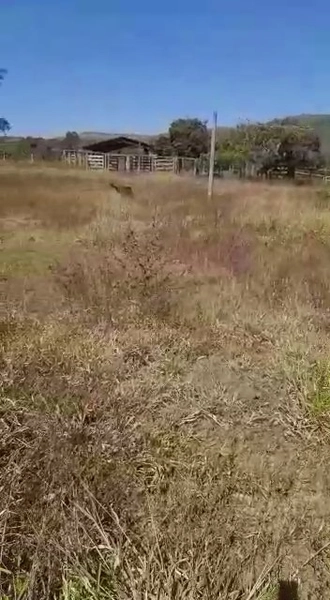 Fazenda dupla aptidão em Buritis-MG. Área 270 hectares.: 3ª foto da galeria de imagens do imóvel