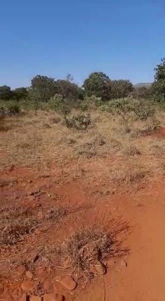 Fazenda dupla aptidão em Buritis-MG. Área 270 hectares.: 12ª foto da galeria de imagens do imóvel