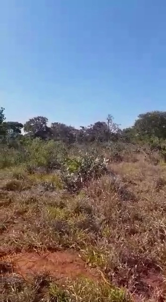 Fazenda dupla aptidão em Buritis-MG. Área 270 hectares.: 8ª foto da galeria de imagens do imóvel