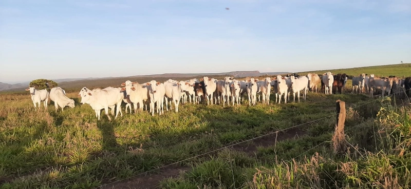 Fazenda 61,36 alqueires(297 Ha),em São J. da Aliança-GO, dupla aptidão: 1ª foto da galeria de imagens do imóvel