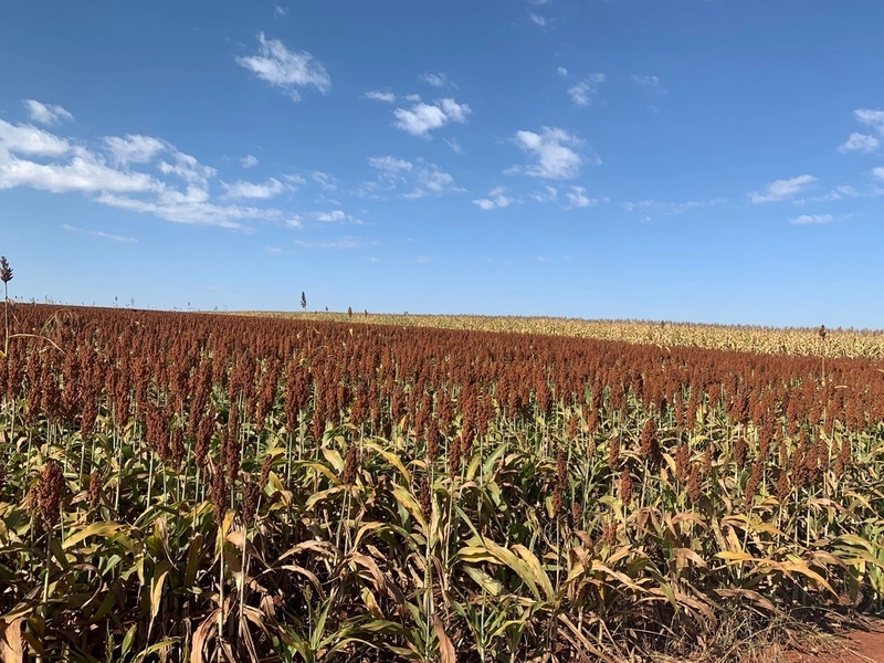 Fazenda 333 alqueires (1.611 Ha), em Inhumas-GO e Itauçú-GO, para soja: 1ª foto da galeria de imagens do imóvel