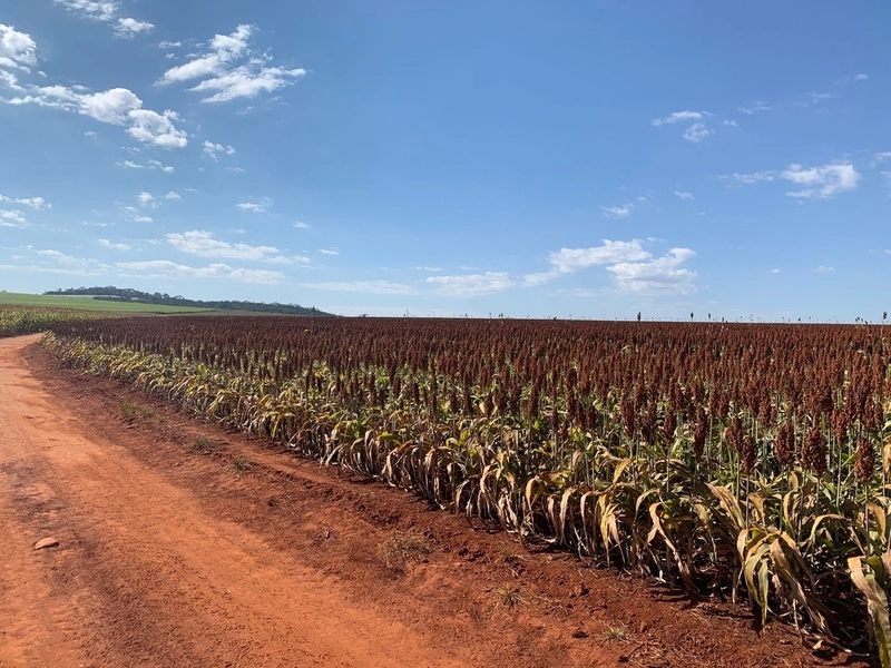 Fazenda 333 alqueires (1.611 Ha), em Inhumas-GO e Itauçú-GO, para soja: 2ª foto da galeria de imagens do imóvel