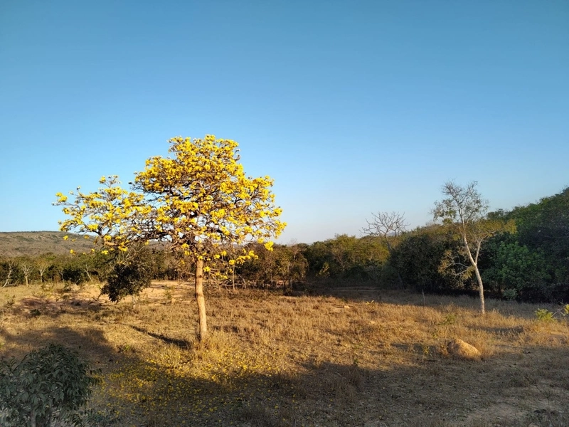 Fazenda à venda 34 alqueires (164 Ha), em Buritis-MG, dupla aptidão.: 2ª foto da galeria de imagens do imóvel
