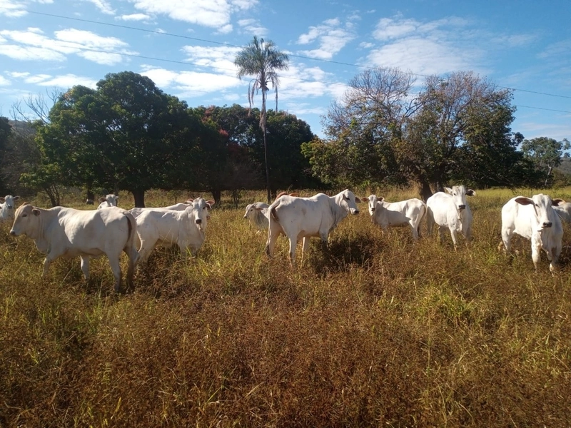 Fazenda à venda 34 alqueires (164 Ha), em Buritis-MG, dupla aptidão.: 1ª foto da galeria de imagens do imóvel
