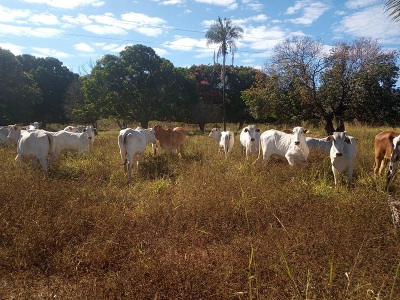 Fazenda à venda 34 alqueires (164 Ha), em Buritis-MG, dupla aptidão.: 6ª foto da galeria de imagens do imóvel