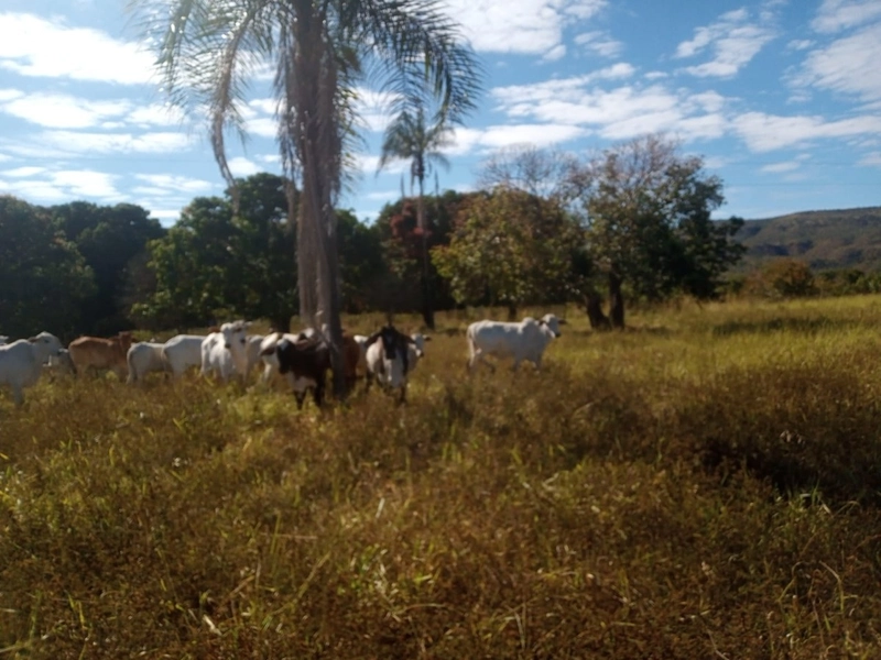 Fazenda à venda 34 alqueires (164 Ha), em Buritis-MG, dupla aptidão.: 5ª foto da galeria de imagens do imóvel