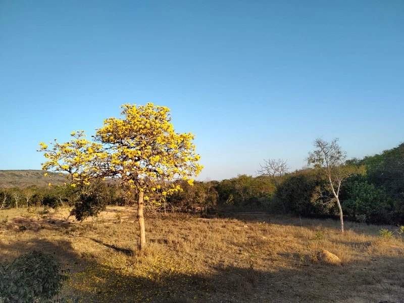 Fazenda à venda 34 alqueires (164 Ha), em Buritis-MG, dupla aptidão.: 20ª foto da galeria de imagens do imóvel