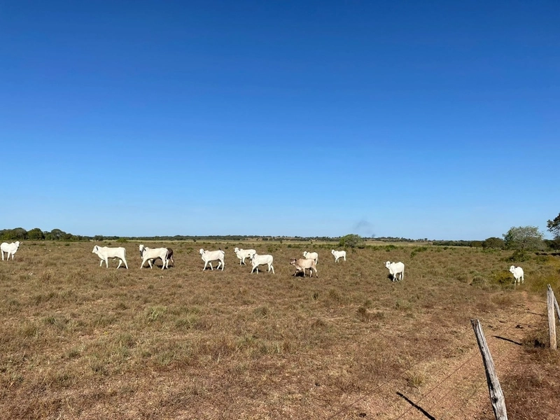 Fazenda à venda 388 alq(1.880 Ha),Formoso do Araguaia-TO,dupla aptidão: 10ª foto da galeria de imagens do imóvel