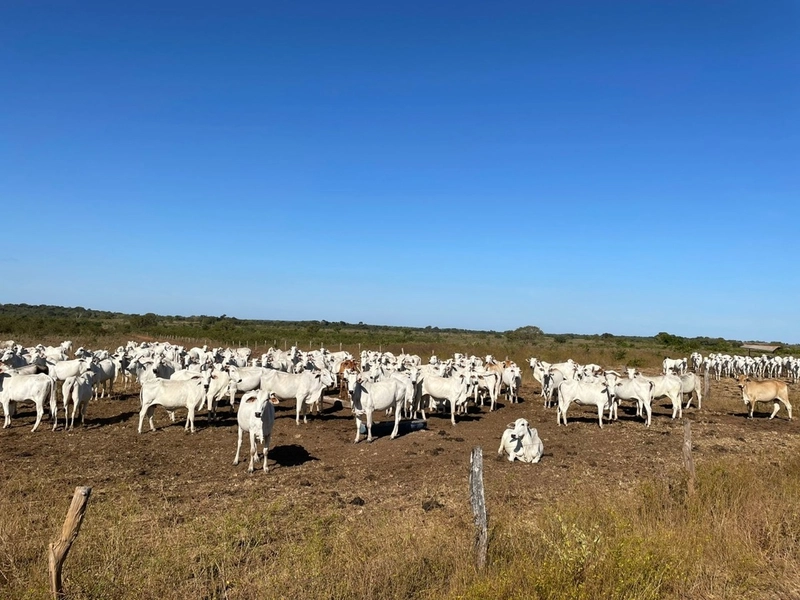 Fazenda à venda 388 alq(1.880 Ha),Formoso do Araguaia-TO,dupla aptidão: 14ª foto da galeria de imagens do imóvel