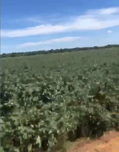 Fazenda à venda 200 alqueires (970 Ha), PADF/Brasília-DF, para plantio: 3ª foto da galeria de imagens do imóvel