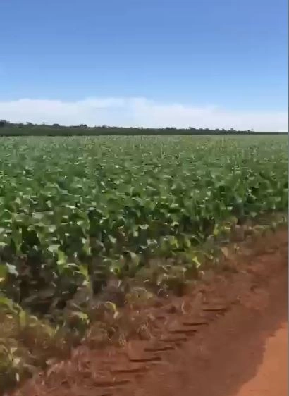 Fazenda à venda 200 alqueires (970 Ha), PADF/Brasília-DF, para plantio: 4ª foto da galeria de imagens do imóvel
