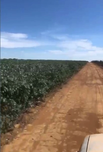 Fazenda à venda 200 alqueires (970 Ha), PADF/Brasília-DF, para plantio: 2ª foto da galeria de imagens do imóvel