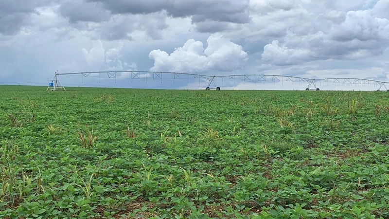 Fazenda à venda 793 Hectares (163 alq), em Cristalina-GO, para plantio: 5ª foto da galeria de imagens do imóvel
