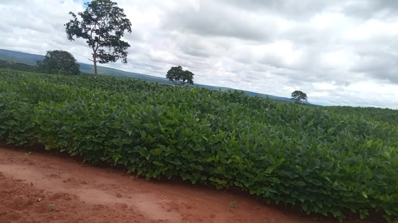 Fazenda 3.000 Hectares (619 alq), em João Pinheiro-MG, dupla aptidão.: 5ª foto da galeria de imagens do imóvel
