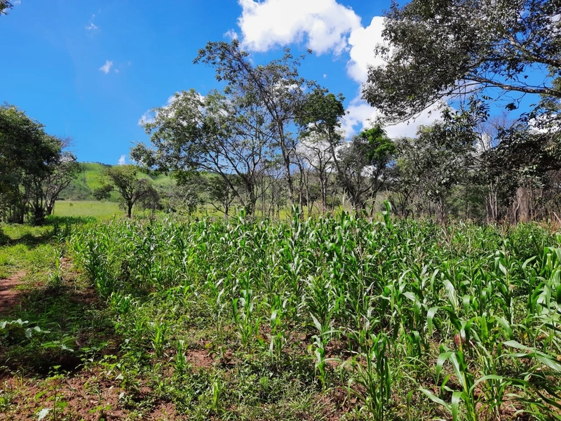 Fazenda de 26,6 alqueires (128,84 Ha), há 55 km do DF, com trator: 4ª foto da galeria de imagens do imóvel