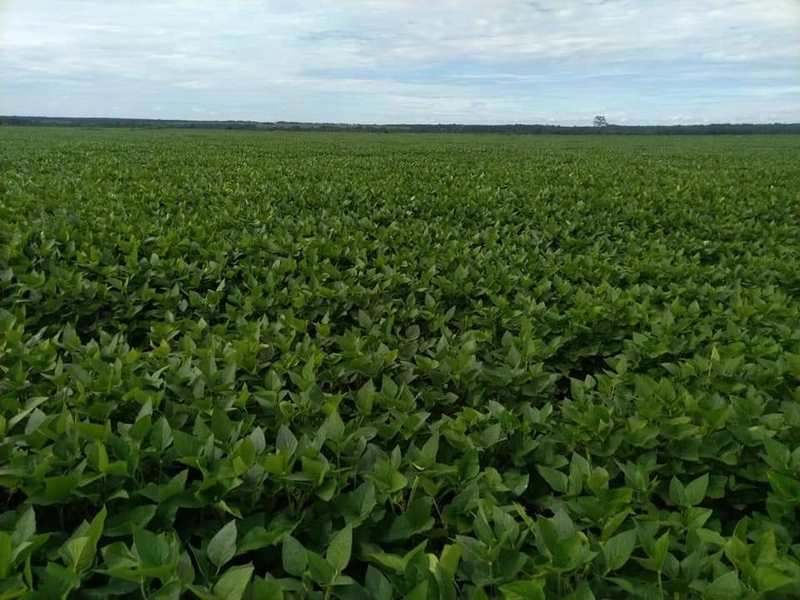 Fazenda à venda 4.739 hectares (979 alq), em Caseara-TO, para soja: 2ª foto da galeria de imagens do imóvel