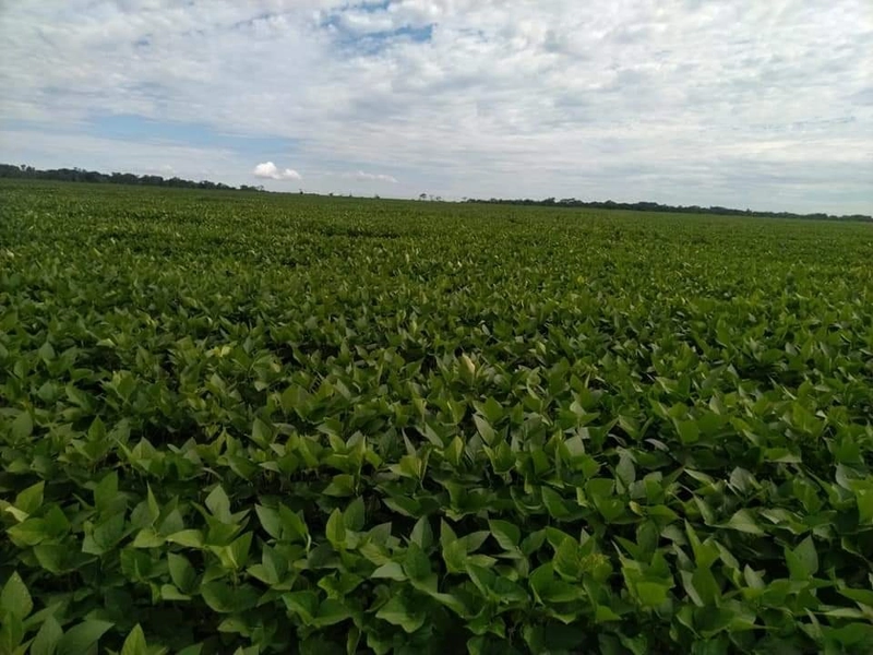 Fazenda à venda 4.739 hectares (979 alq), em Caseara-TO, para soja: 4ª foto da galeria de imagens do imóvel