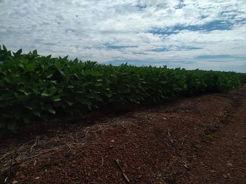 Fazenda à venda 4.739 hectares (979 alq), em Caseara-TO, para soja: 3ª foto da galeria de imagens do imóvel