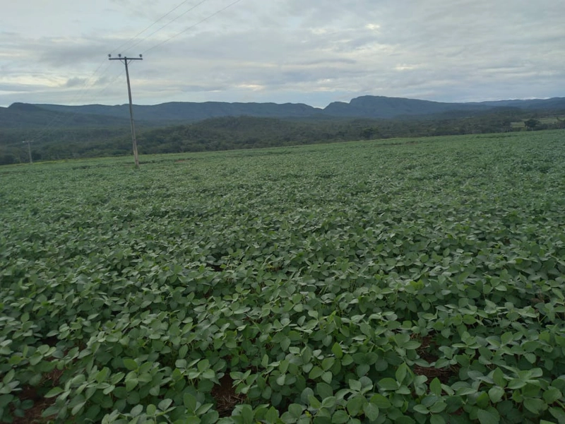 Fazenda 1.887 hectares (389 alq), em Niquelândia-GO, dupla aptidão.: 7ª foto da galeria de imagens do imóvel