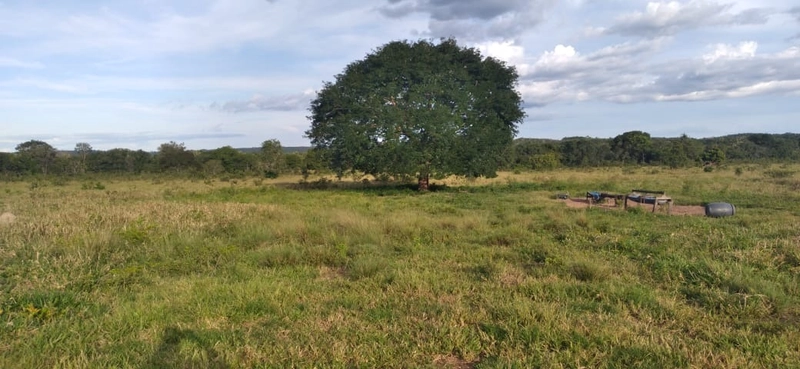 Fazenda à venda de 314 alqueires (1.519 ha), em Padre Bernardo-GO: 3ª foto da galeria de imagens do imóvel
