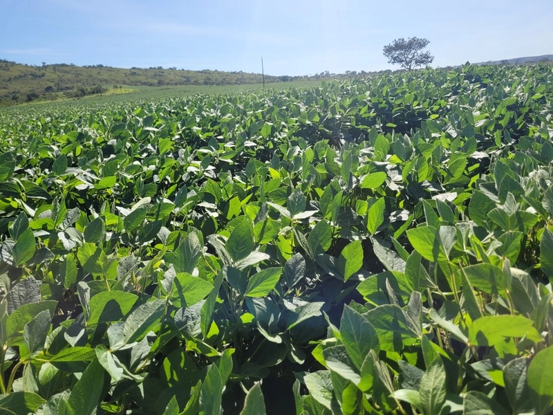 Fazenda à venda de 314 alqueires (1.519 ha), em Padre Bernardo-GO: 11ª foto da galeria de imagens do imóvel