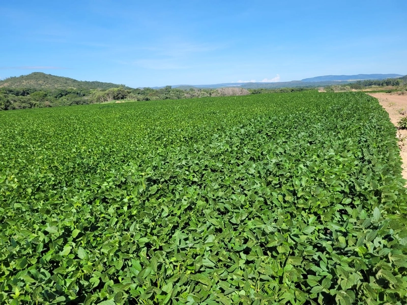 Fazenda à venda de 314 alqueires (1.519 ha), em Padre Bernardo-GO: 10ª foto da galeria de imagens do imóvel