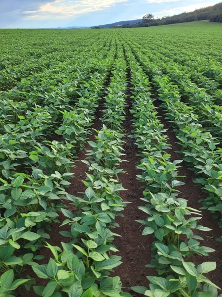 Fazenda à venda de 314 alqueires (1.519 ha), em Padre Bernardo-GO: 1ª foto da galeria de imagens do imóvel