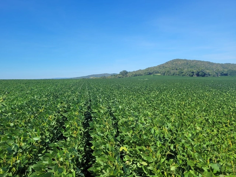 Fazenda à venda de 314 alqueires (1.519 ha), em Padre Bernardo-GO: 13ª foto da galeria de imagens do imóvel