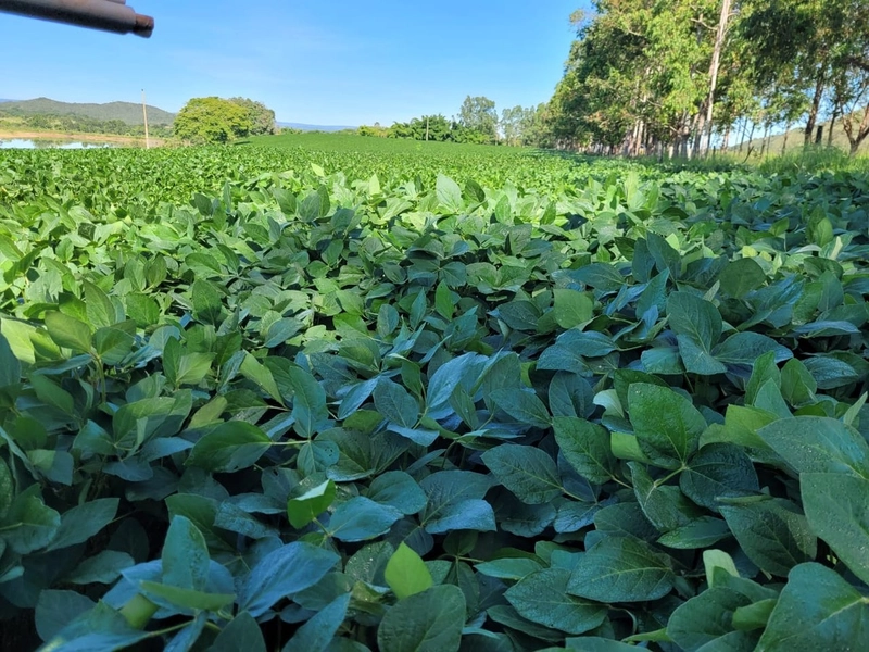Fazenda à venda de 314 alqueires (1.519 ha), em Padre Bernardo-GO: 9ª foto da galeria de imagens do imóvel