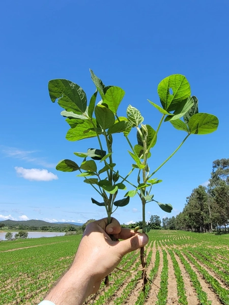 Fazenda à venda de 314 alqueires (1.519 ha), em Padre Bernardo-GO: 32ª foto da galeria de imagens do imóvel