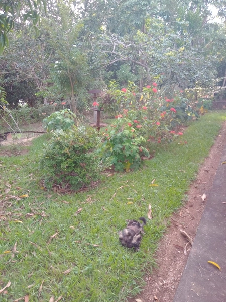 Fazenda à venda de 314 alqueires (1.519 ha), em Padre Bernardo-GO: 27ª foto da galeria de imagens do imóvel