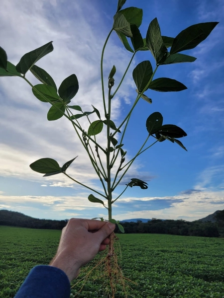 Fazenda à venda de 314 alqueires (1.519 ha), em Padre Bernardo-GO: 12ª foto da galeria de imagens do imóvel