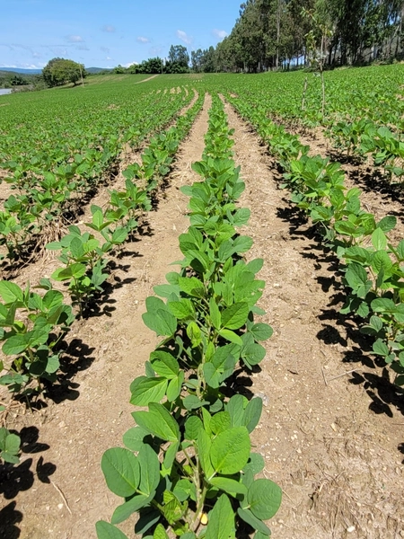 Fazenda à venda de 314 alqueires (1.519 ha), em Padre Bernardo-GO: 31ª foto da galeria de imagens do imóvel