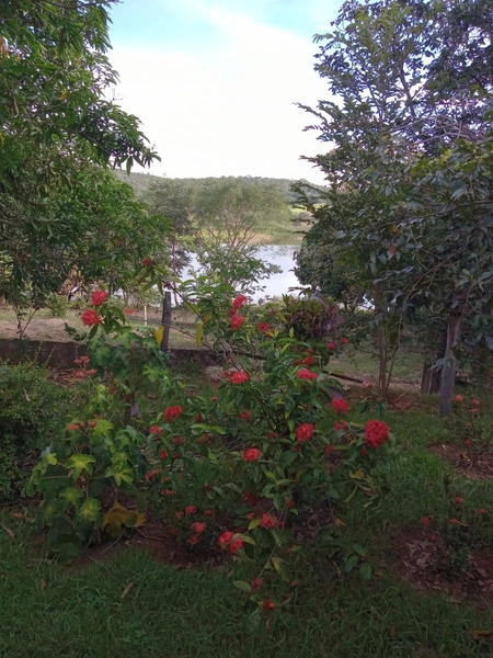 Fazenda à venda de 314 alqueires (1.519 ha), em Padre Bernardo-GO: 25ª foto da galeria de imagens do imóvel