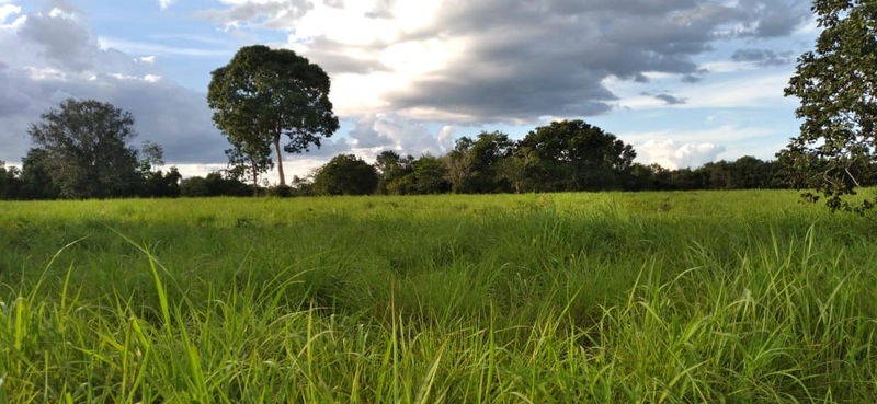 Fazenda à venda de 314 alqueires (1.519 ha), em Padre Bernardo-GO: 4ª foto da galeria de imagens do imóvel