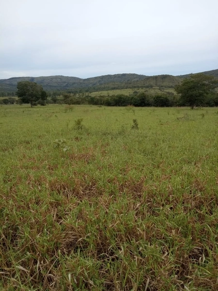 Fazenda à venda de 314 alqueires (1.519 ha), em Padre Bernardo-GO: 14ª foto da galeria de imagens do imóvel