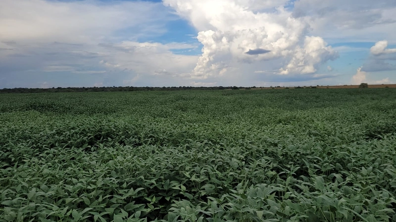 Fazenda à venda para SOJA, em URUCUIA-MG.: 6ª foto da galeria de imagens do imóvel